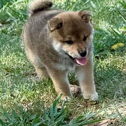 Ashoka - Red female Shiba Inu puppy in Milton, Florida from Moonlight Shibas