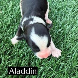 Aladdin - Black and white male Aussiedoodle puppy in Bakersfield, California from Annie's Aussies