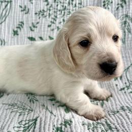 Mambo - Cream female Dachshund puppy in Woodburn, Oregon from Primo Dachshunds