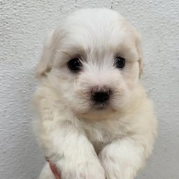 Bella - White female Havanese puppy in Lancaster, South Carolina from 3 Bs Havanese-PUPPIES with  PURPOSE
