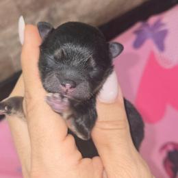 Pomeranian 1 - Black and tan male Pomeranian puppy in Fort Lauderdale, Florida from El'Cienna Poms