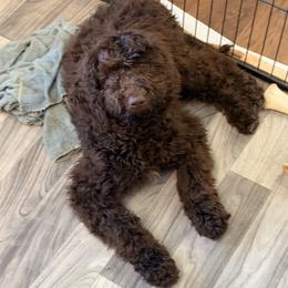 Justice - USA 250th Litter - Chocolate female Goldendoodle puppy in Westminster, South Carolina from Goldendoodlepuppiessc