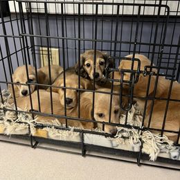 Dachshund Puppies from Ranchin Doxies