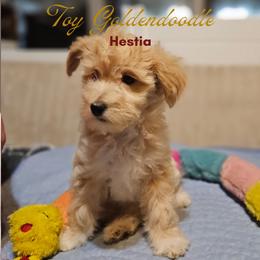 Hestia - Apricot female Goldendoodle puppy in Milton, Florida from Sutton Place Doodles