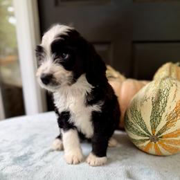 Mary Ann - Black and white female Bernedoodle puppy in Russellville, Arkansas from Crossgate Doodles