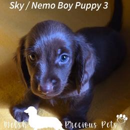 Sky and Nemo Puppy 3 - Chocolate male Dachshund puppy in Anamosa, Iowa from Melsh Precious Pets