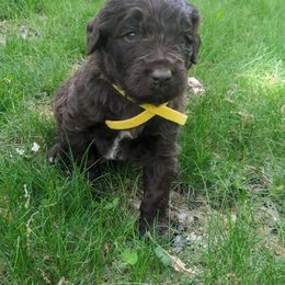 Assorted Doodle Crosses and Newfypoo Puppies from Hidden Haven Poodles and Doodles