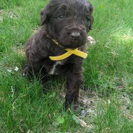 Assorted Doodle Crosses and Newfypoo Puppies from Hidden Haven Poodles and Doodles