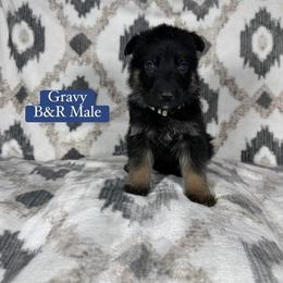 Gravy - Bi-color male German Shepherd puppy in New Cambria, Missouri from Des Hausraben Shepherds