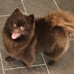 Yogi - Pomeranian