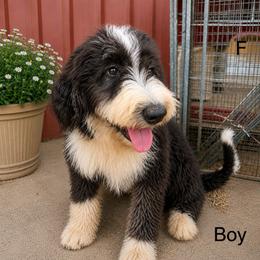 BW 3 - Black and white male Bernedoodle puppy in North Zulch, Texas from Sweet Pup Schnauzers