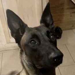 Havoc - Belgian Malinois