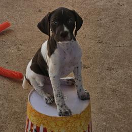 German Shorthaired Pointer puppies from Wood Farmstead