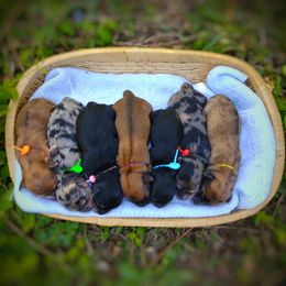 Companion Cross, Mal-Shi, Maltese, Maltipoo, Morkie, and Shih Tzu Puppies from Seeking Shalom Acres Maltese, Maltipoos & Havamalts