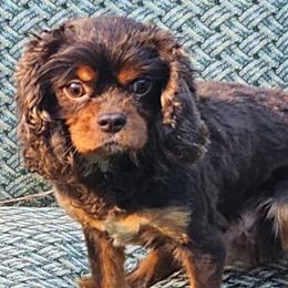 Rollie - Chocolate male Cavalier King Charles Spaniel puppy in Mooresville, North Carolina from Adelaide Cottage