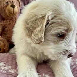 Goldendoodle Puppies from Hani's family