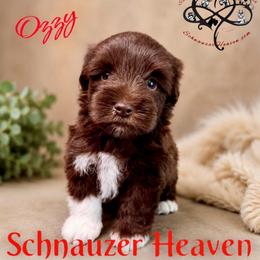 Ozzy AKC - Liver male Miniature Schnauzer puppy in Pelzer, South Carolina from Schnauzer Heaven Von Longbach