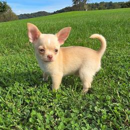 Dolce - Fawn male Chihuahua puppy in Amity, Pennsylvania from Baxters Chihuahuas