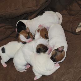Russell Terrier Puppies from Jumpin' Jack's Terriers