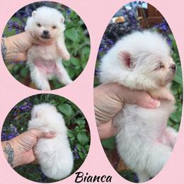 Bianca - White female Pomeranian puppy in Oologah, Oklahoma from GG's Pomeranians