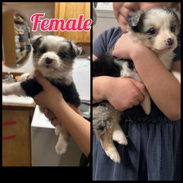 Australian Shepherds from Luna's Australian Shepherd