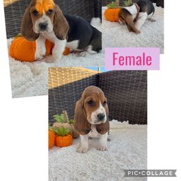 Basset Hound Puppies from Little Patch of Heaven