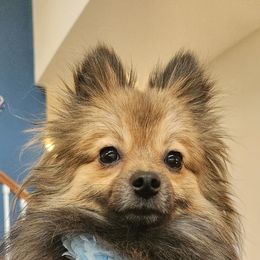 Pomeranian Puppies from Sherlock’s Poms