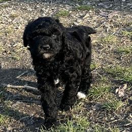 Tase - Black male Poodle puppy in Cabool, Missouri from Rafter B Farms