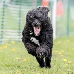 Portuguese Water Dogs from Mon Reve PWDs