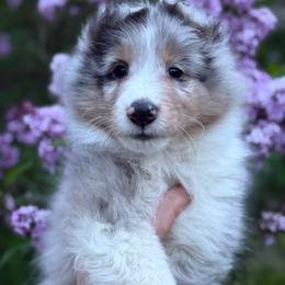 Mark - Blue merle white and tan male Shetland Sheepdog puppy in Middleburgh, New York from StoneyAcre