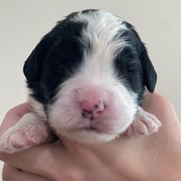 Basil - Black and white male Assorted Doodle Crosses puppy in Rocky Point, North Carolina from CelticDoods