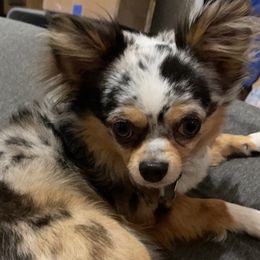 Bear - Chihuahua