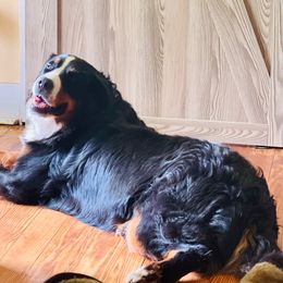 Rain - Bernese Mountain Dog