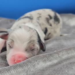 Grey Collar BMM - Blue merle male Miniature American Shepherd puppy in Lexington, Kentucky from Deuce's Den