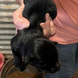 Boy 4 - male Miniature Australian Shepherd puppy in Godley, Texas from Nana and Paws Aussies