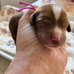 Angel - Red female Cavapoo puppy in Adrian, Oregon from ApplebyFarm