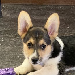 Jetty - Pembroke Welsh Corgi