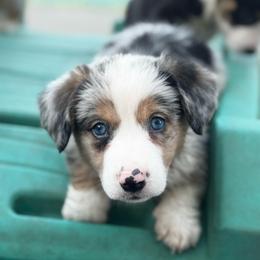 Amarillo - Blue merle and white male American Corgi puppy in Nortonville, Kansas from Low Riders Corgis & Mini Aussies