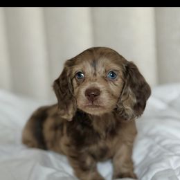 Bambi - Dapple female Dachshund puppy in 77304, Texas from Little Valley Puppies