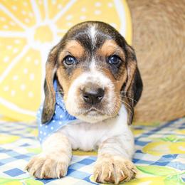Teddy - Black brown and white male Basset Hound puppy in Antlers, Oklahoma from Rocking H