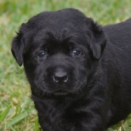 Labrador Retrievers from Mill Stream Labradors