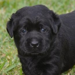 Labrador Retrievers from Mill Stream Labradors