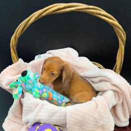 Rain - Chocolate and tan female Dachshund puppy in Gavilan Hills, California from Bacchanal Kennel/Ranch