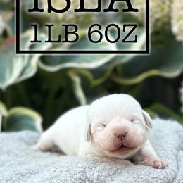 Isla - Yellow female Labrador Retriever puppy in Puyallup, Washington from 12 Door Farm Labradors