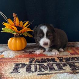 Ember - Red & white female Miniature Australian Shepherd puppy in Oroville, Washington from High Mountain Aussies