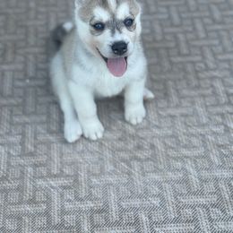 Siberian Husky Puppies from Hart Creek Siberians
