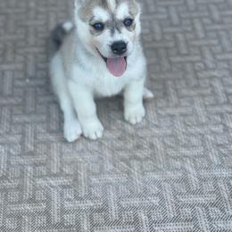 Siberian Husky Puppies from Hart Creek Siberians