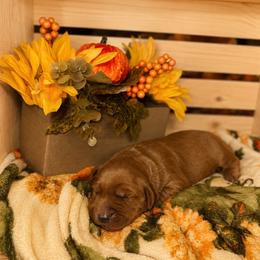 Boy 1 - male Golden Retriever puppy in Holly, Michigan from Nina's Golden hour