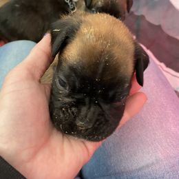 Boxer Puppies from Primo Amore Boxers