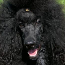 Poodles from Jumelage Standard Poodles